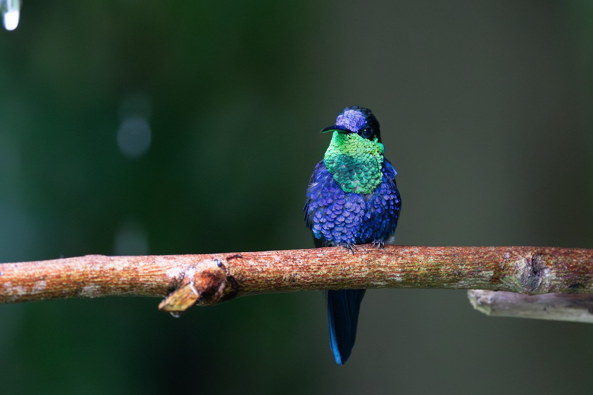 kolibřík vidloocasý - ML619115490