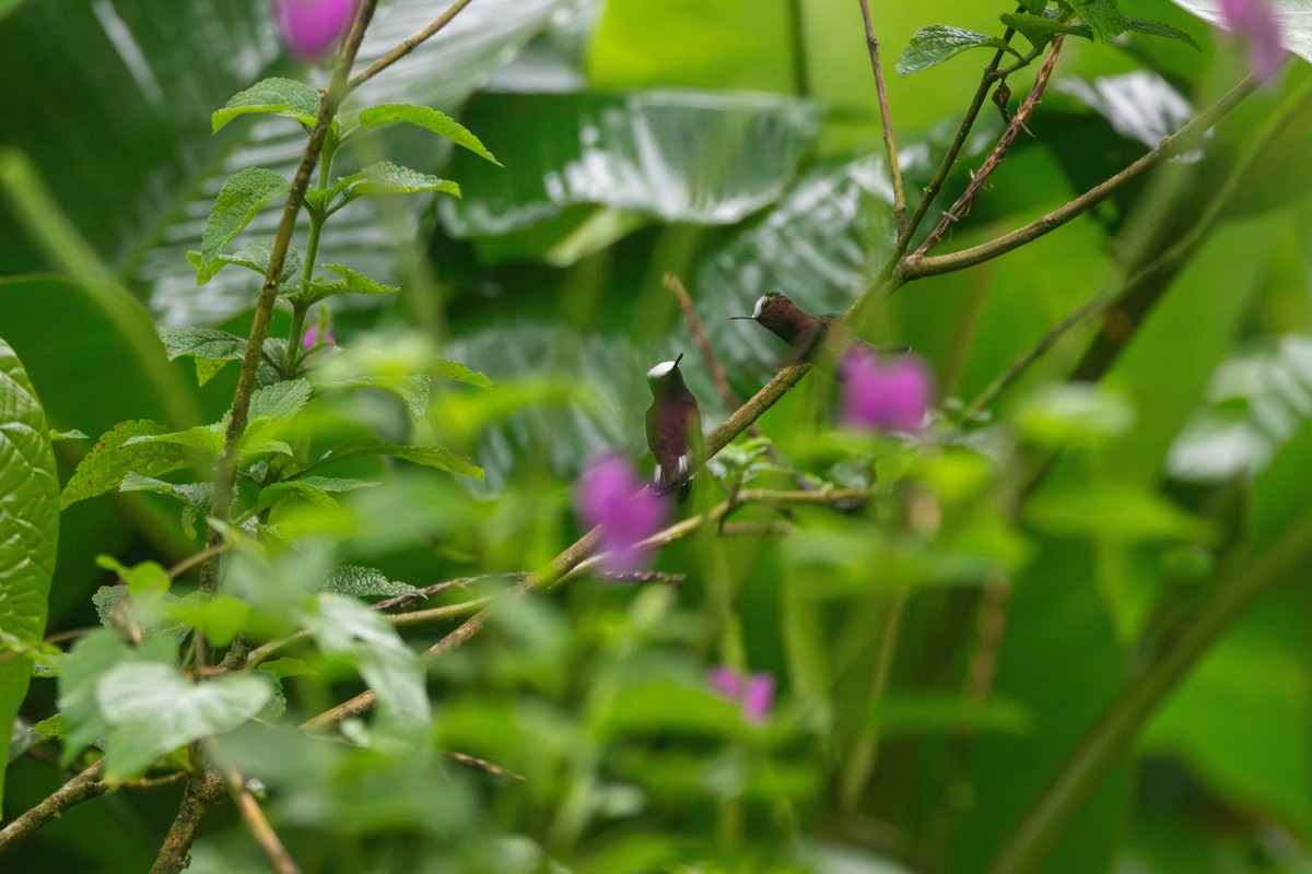 kolibřík běločelý - ML619115506