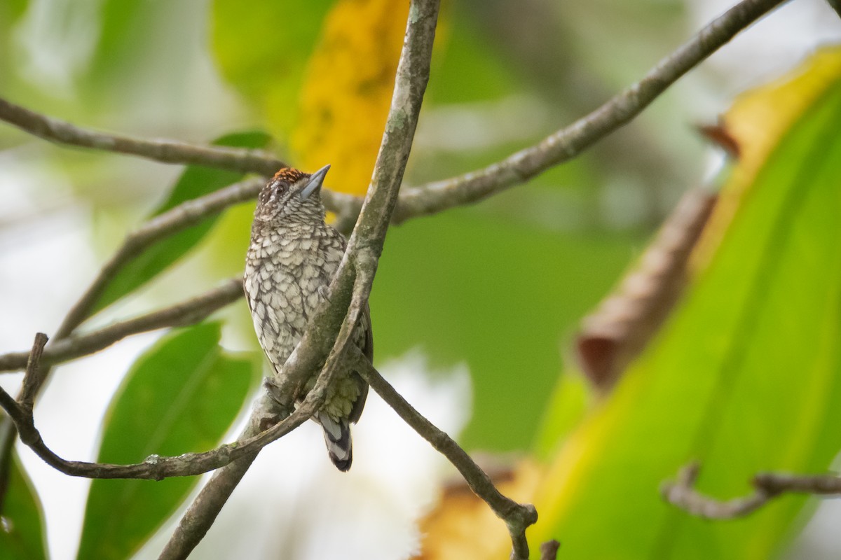 Scaled Piculet - ML619115525