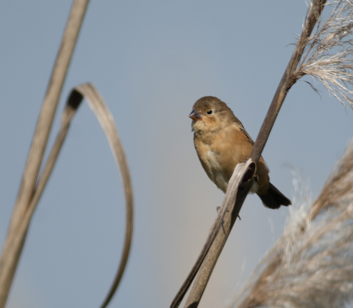 Rusty-collared Seedeater - ML619115560