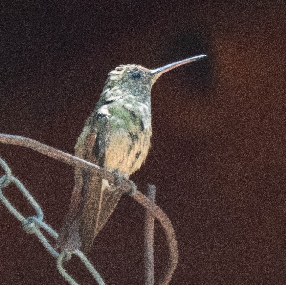 Berylline Hummingbird - ML619115582
