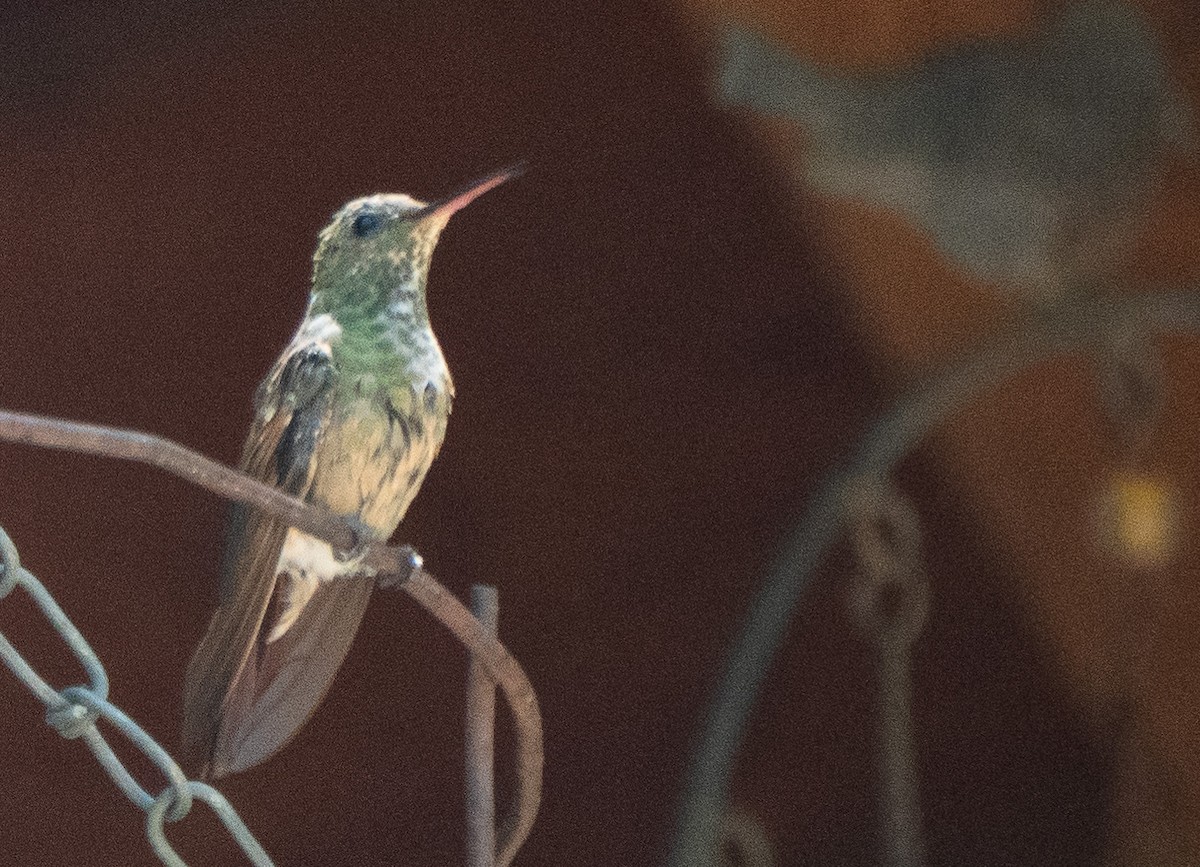 kolibřík mexický - ML619115583