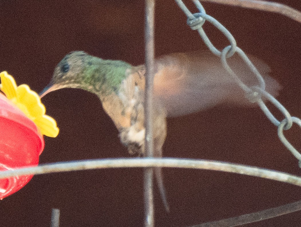 kolibřík mexický - ML619115584