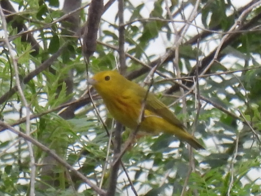 Yellow Warbler - ML619115585
