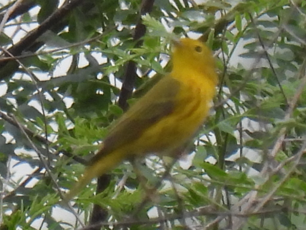 Yellow Warbler - ML619115613