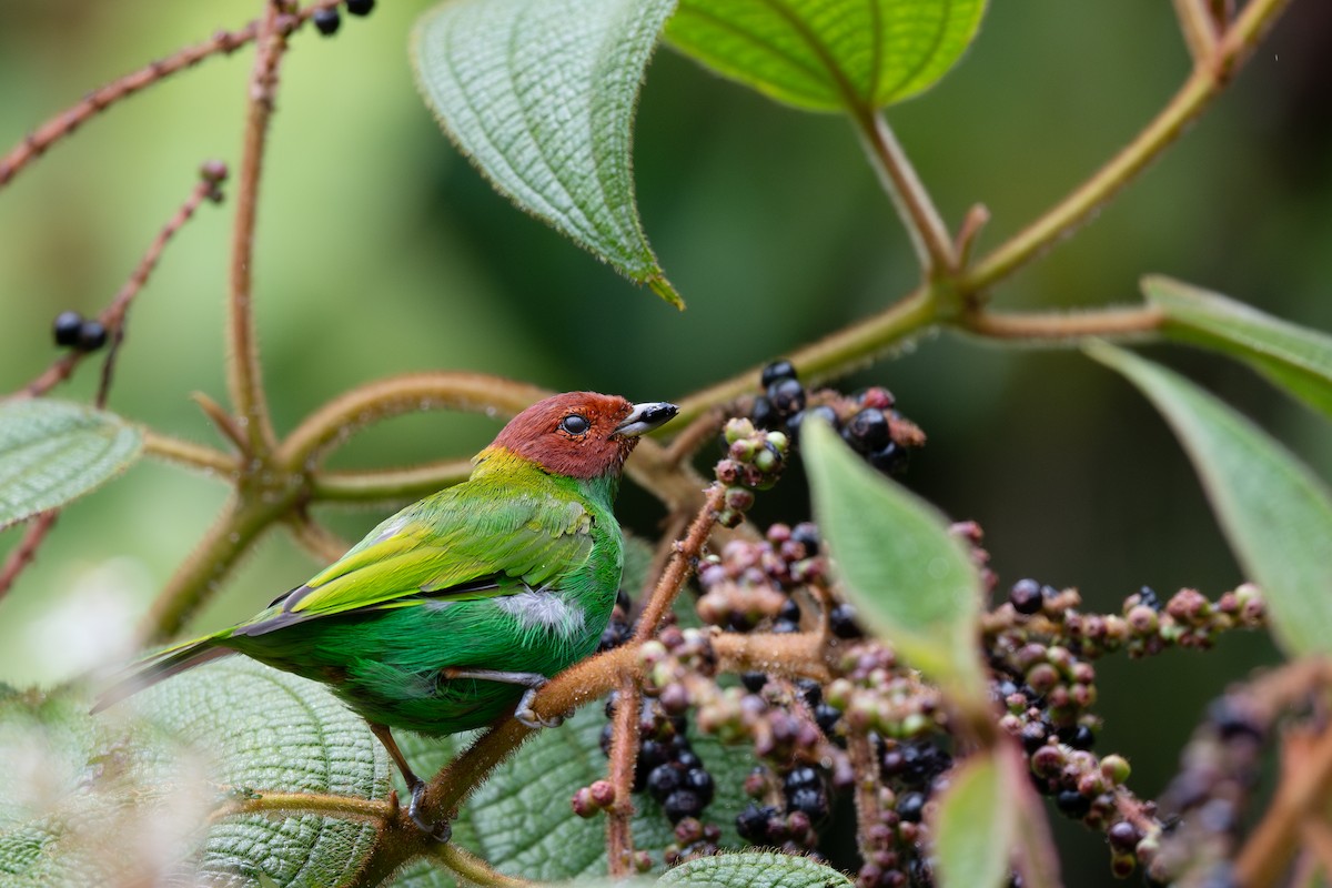 Bay-headed Tanager - ML619115644
