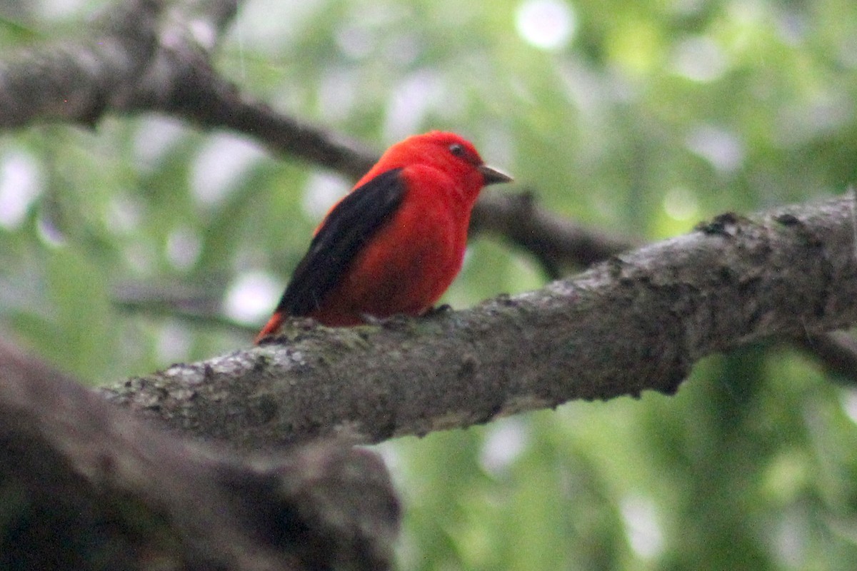 Scarlet Tanager - ML619115674