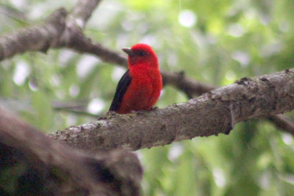 Scarlet Tanager - ML619115675