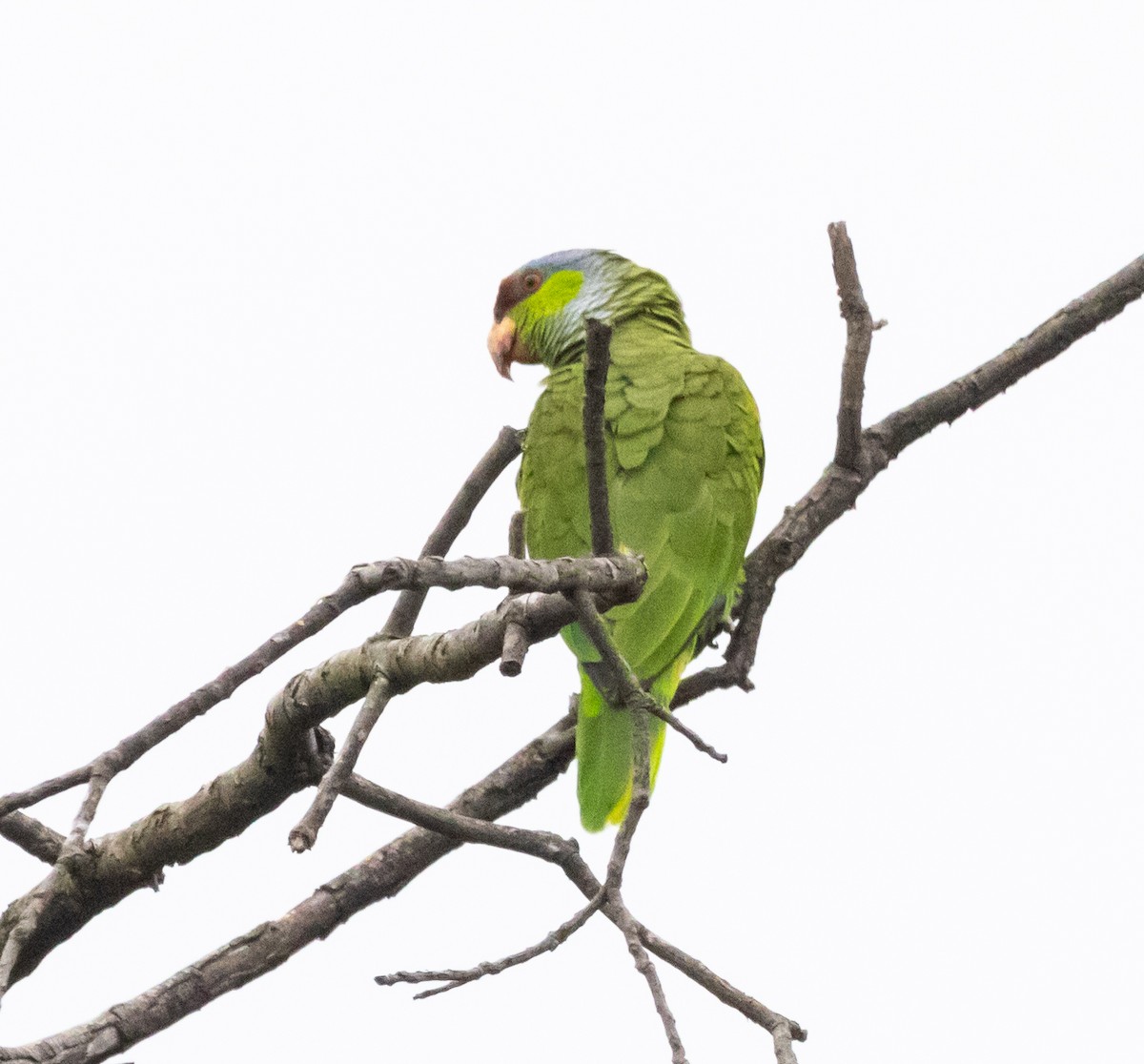Lilac-crowned Parrot - ML619115690