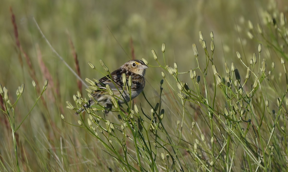Grasshopper Sparrow - ML619115693