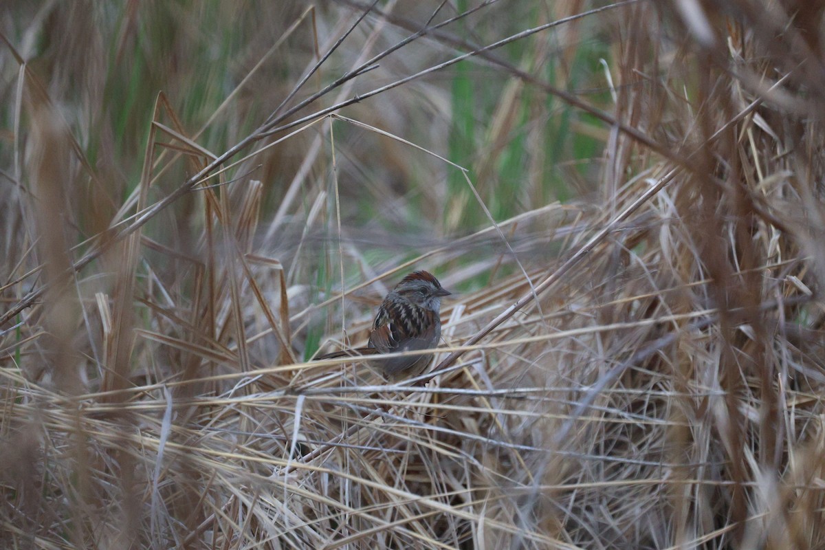 Swamp Sparrow - ML619115695