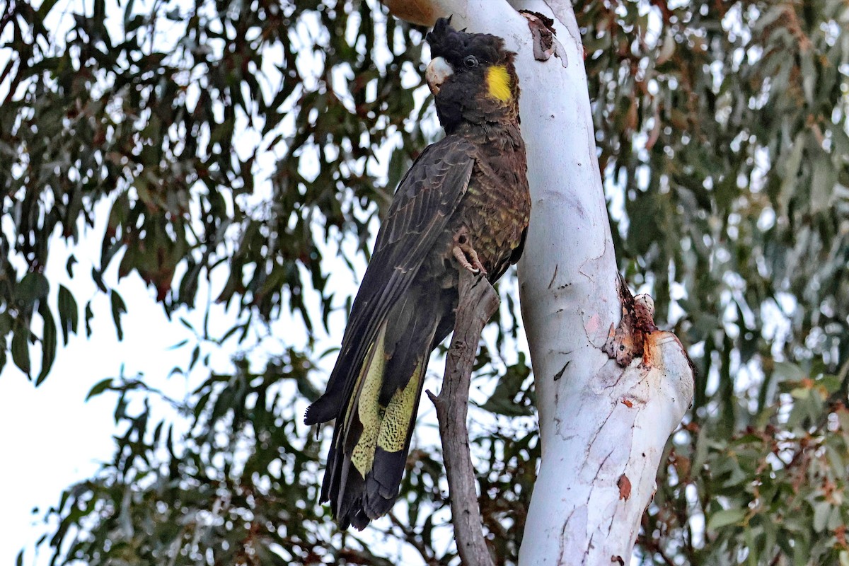 Yellow-tailed Black-Cockatoo - ML619115698