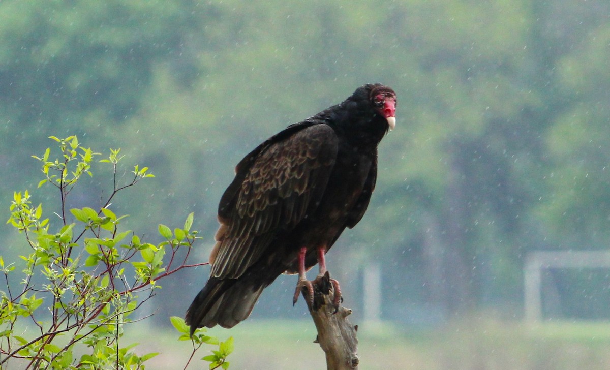 Turkey Vulture - ML619115707