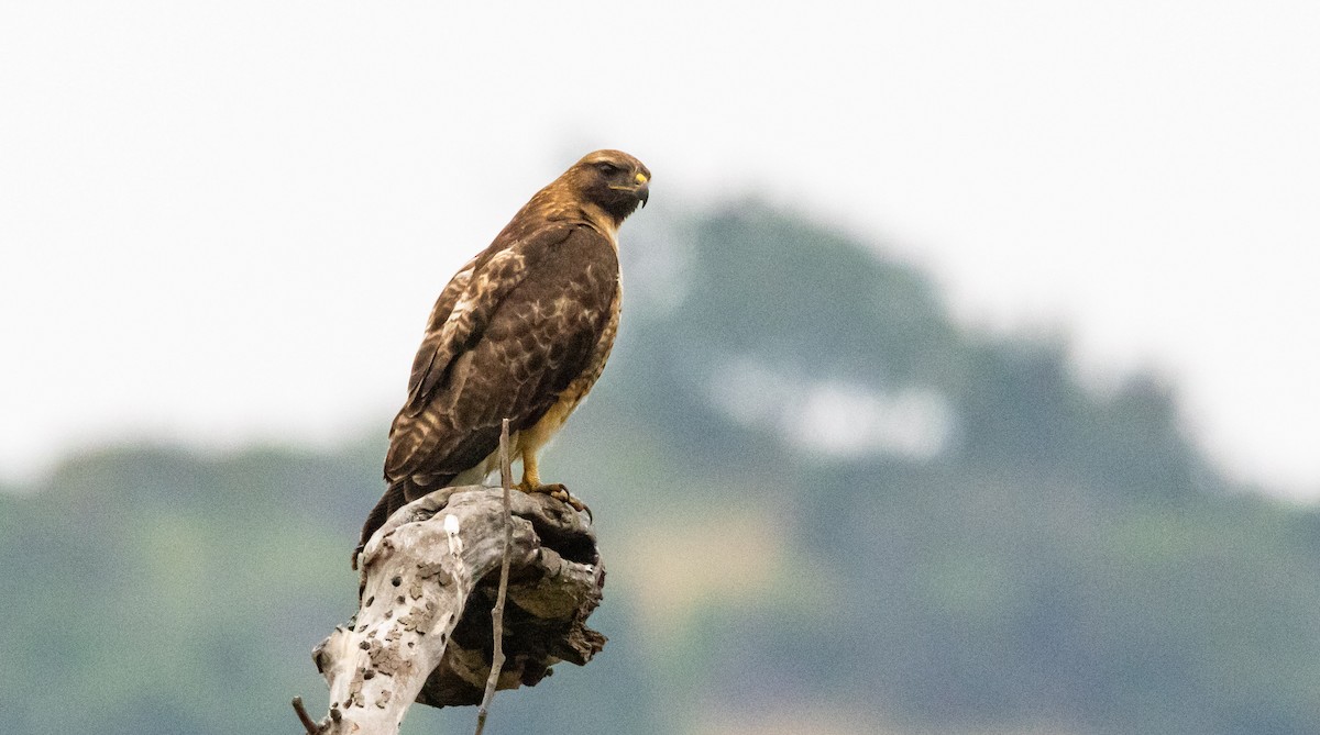Red-tailed Hawk - ML619115710