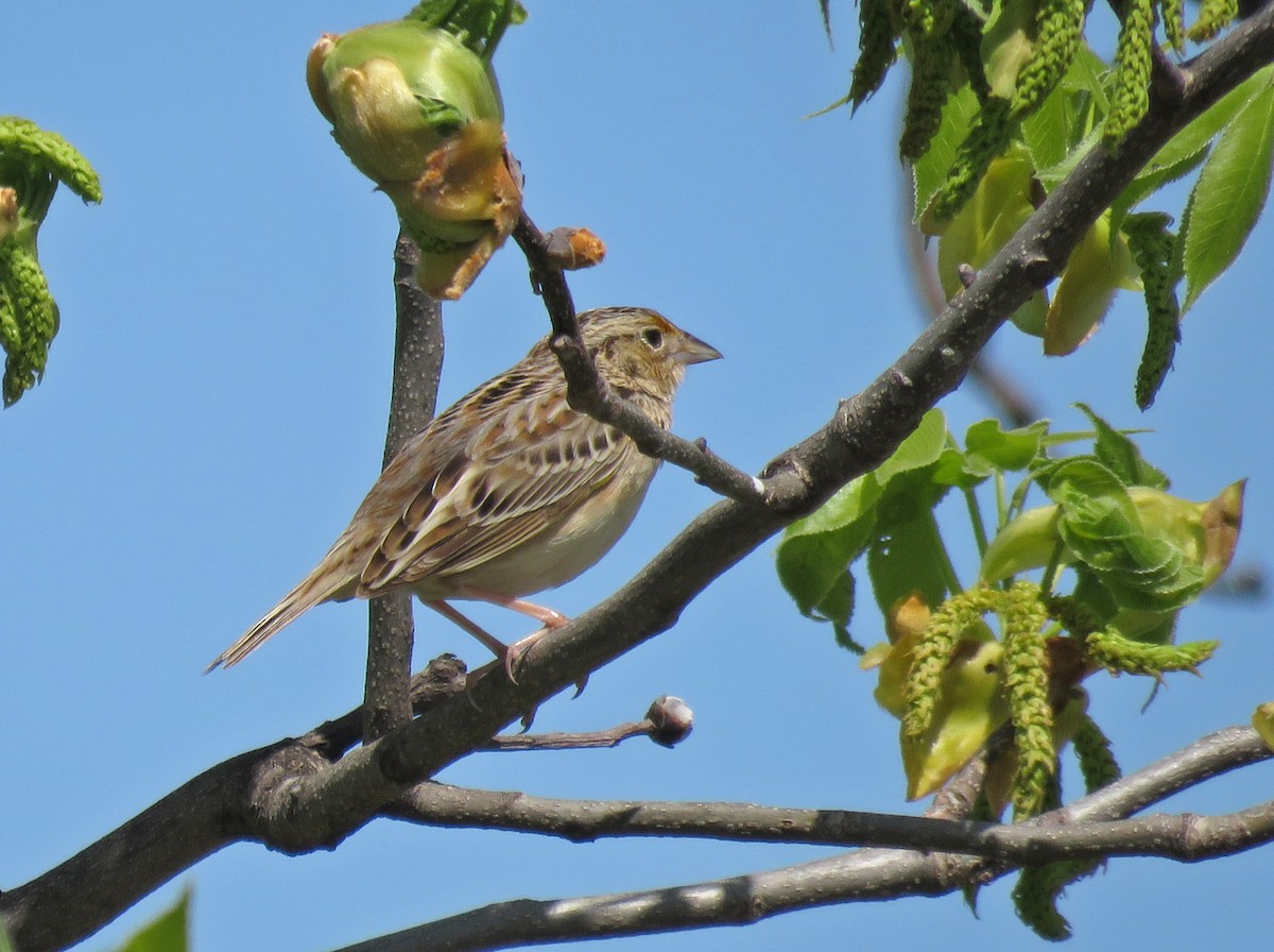 Grasshopper Sparrow - ML619115712