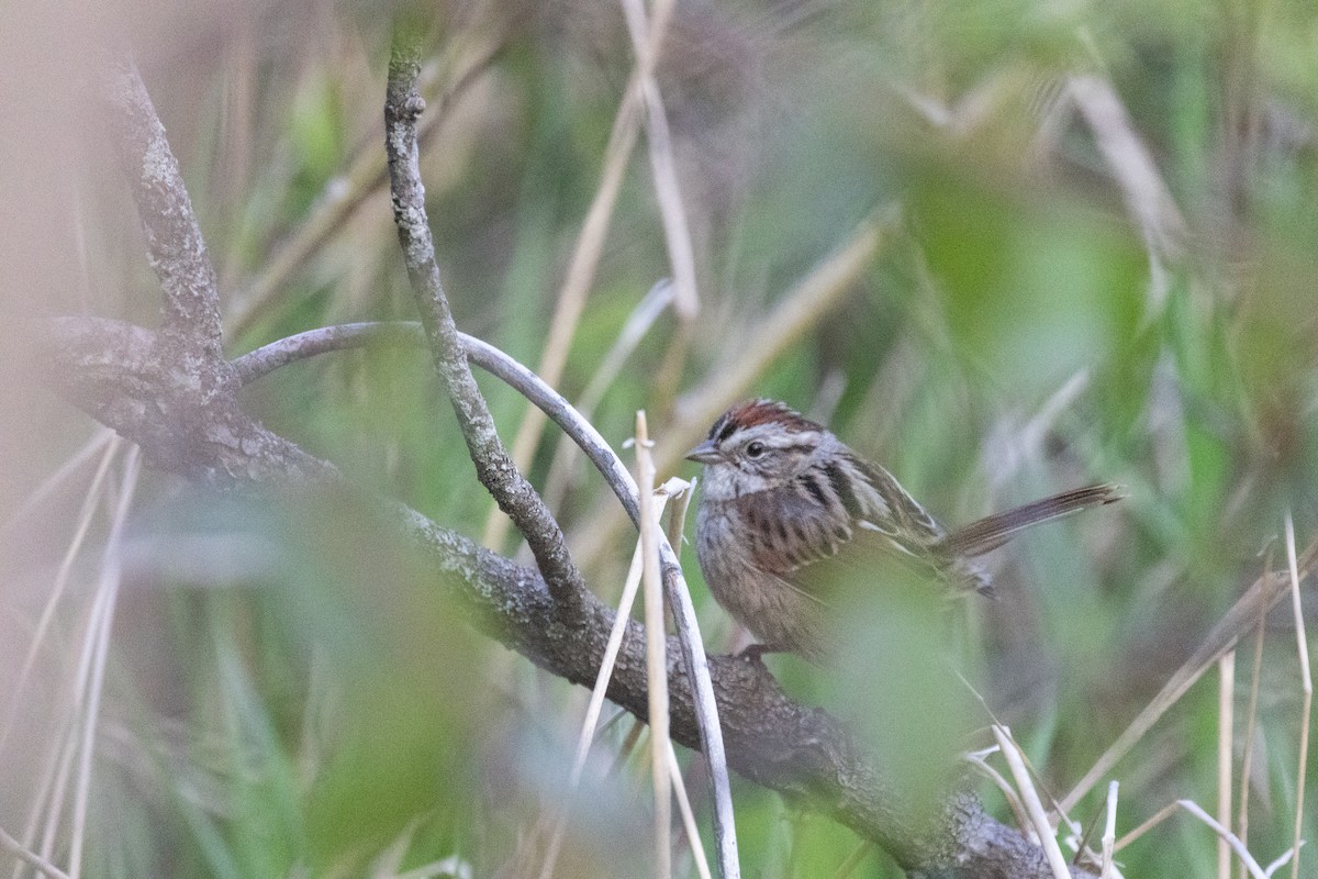 Swamp Sparrow - ML619115713