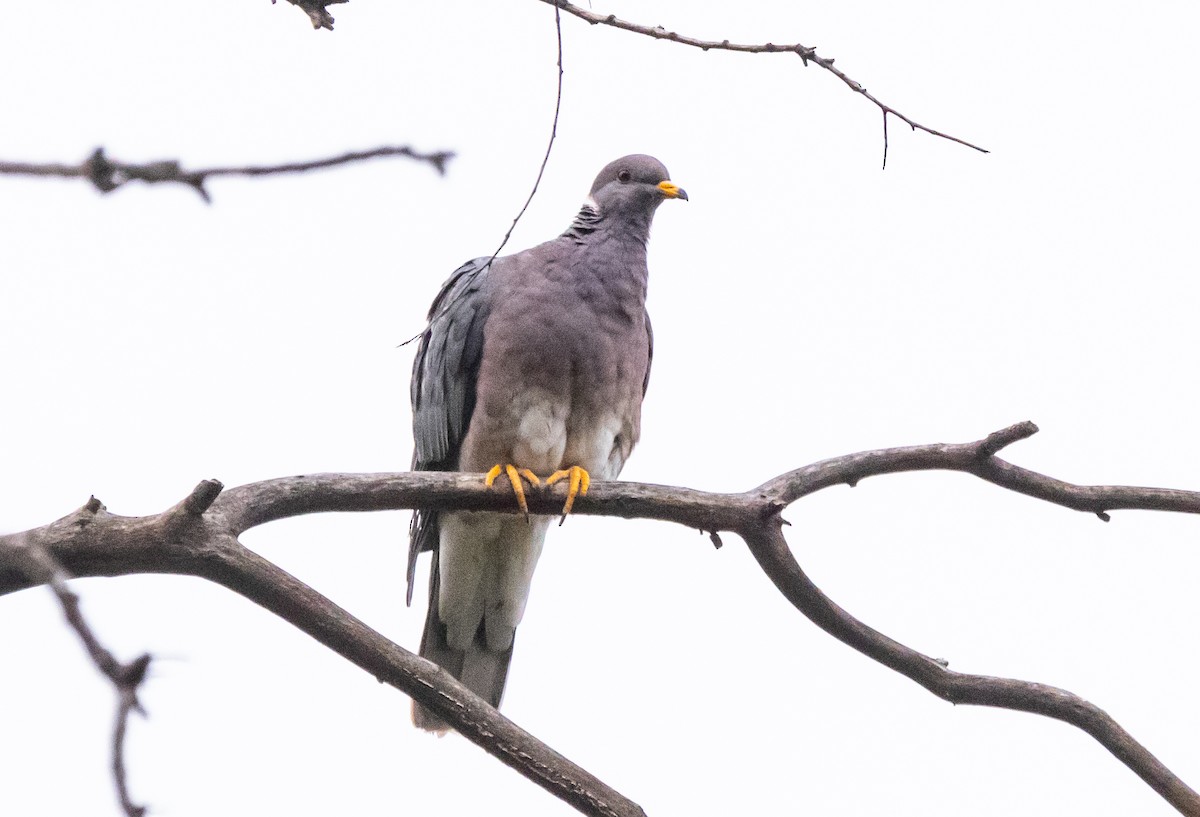 Band-tailed Pigeon - ML619115716