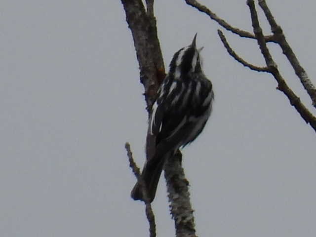 Black-and-white Warbler - ML619115747