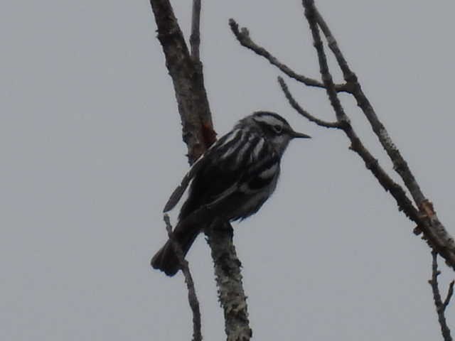 Black-and-white Warbler - ML619115748