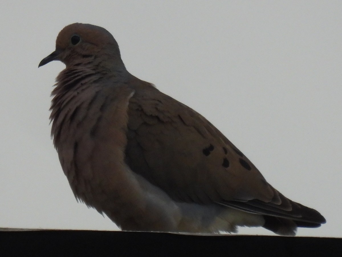 Mourning Dove - ML619115751