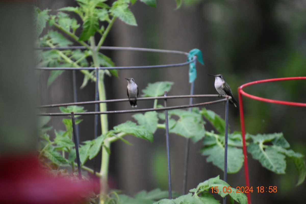 Ruby-throated Hummingbird - ML619115772