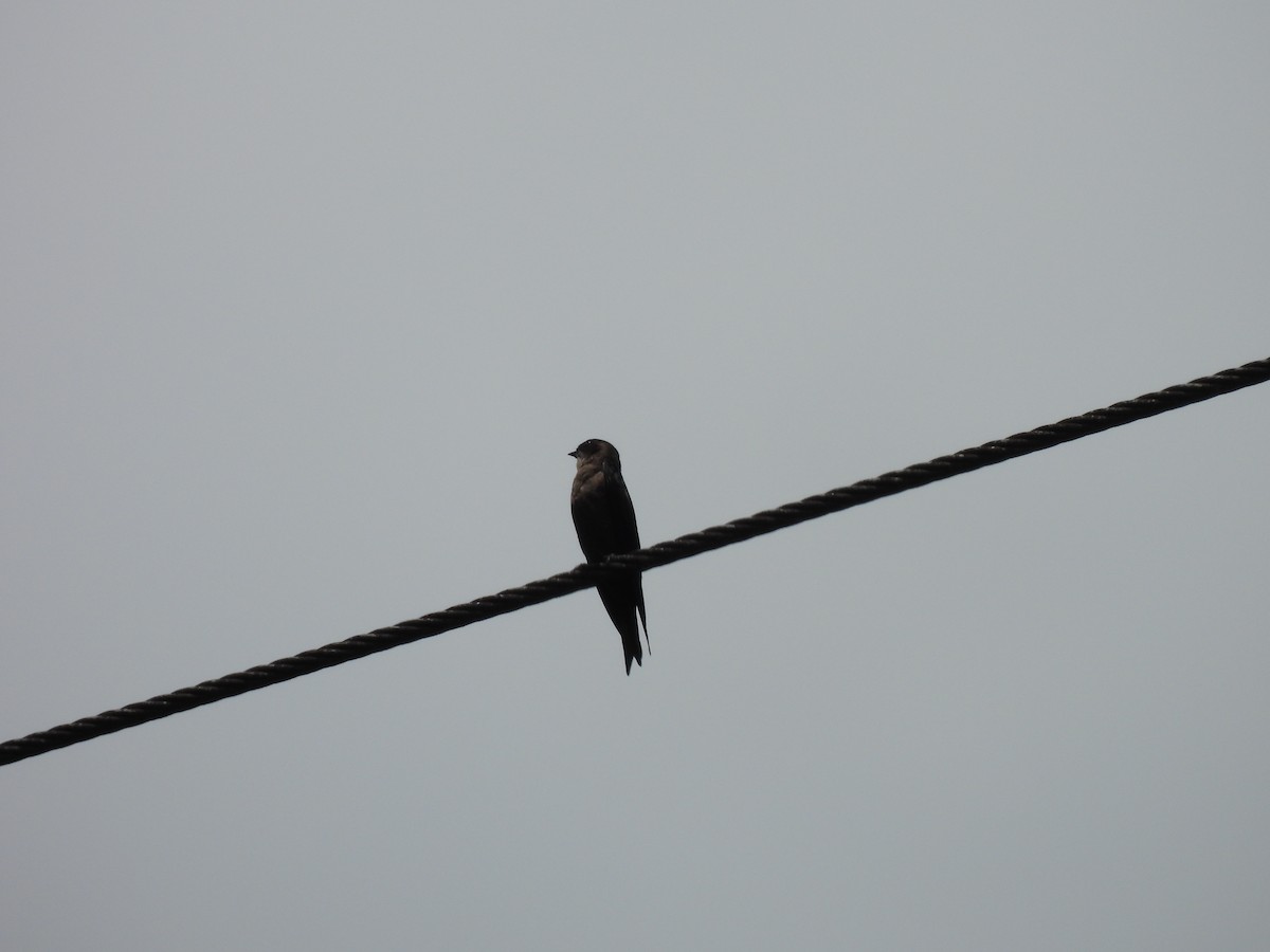 White-thighed Swallow - ML619115774