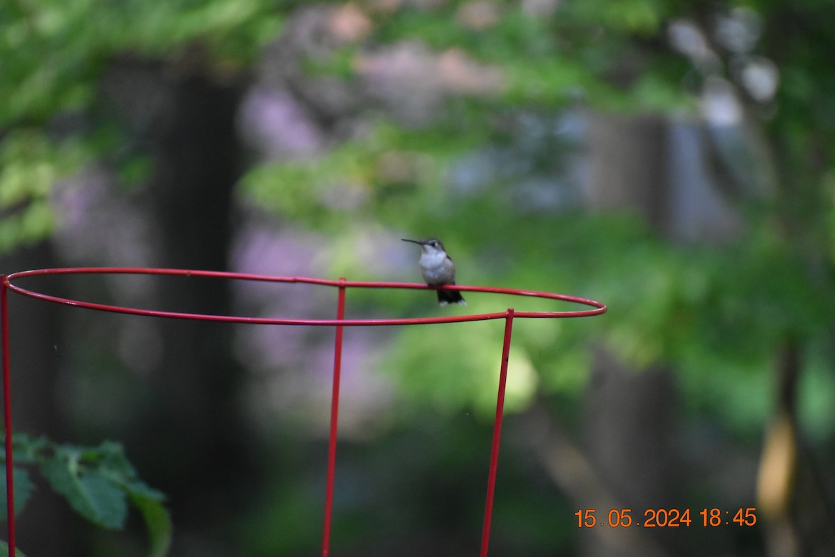 Ruby-throated Hummingbird - ML619115776