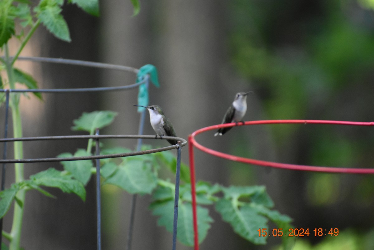 Ruby-throated Hummingbird - ML619115825