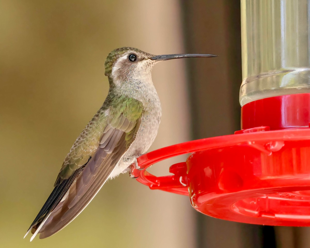 kolibřík blankytohrdlý - ML619115829