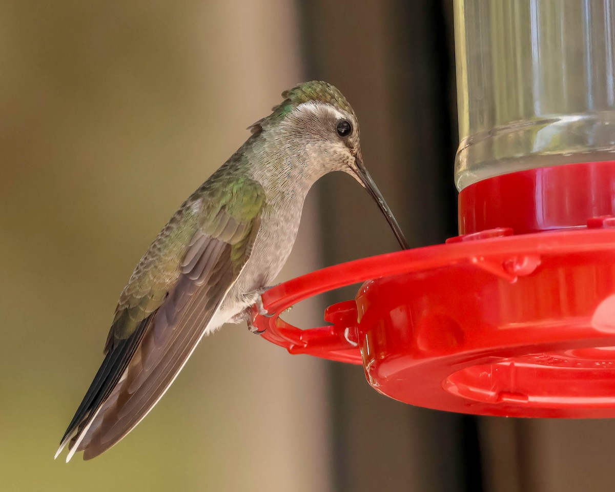 kolibřík blankytohrdlý - ML619115830