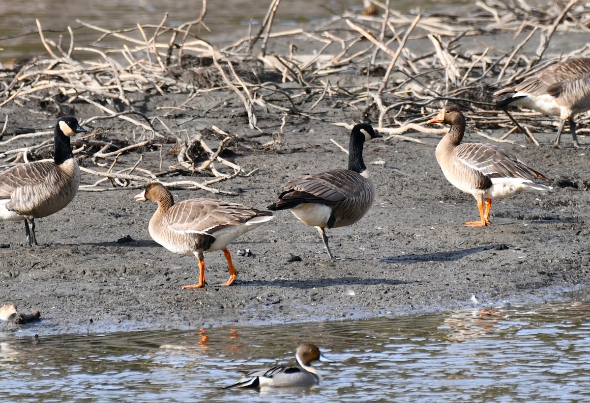 Greater White-fronted Goose - ML619115839