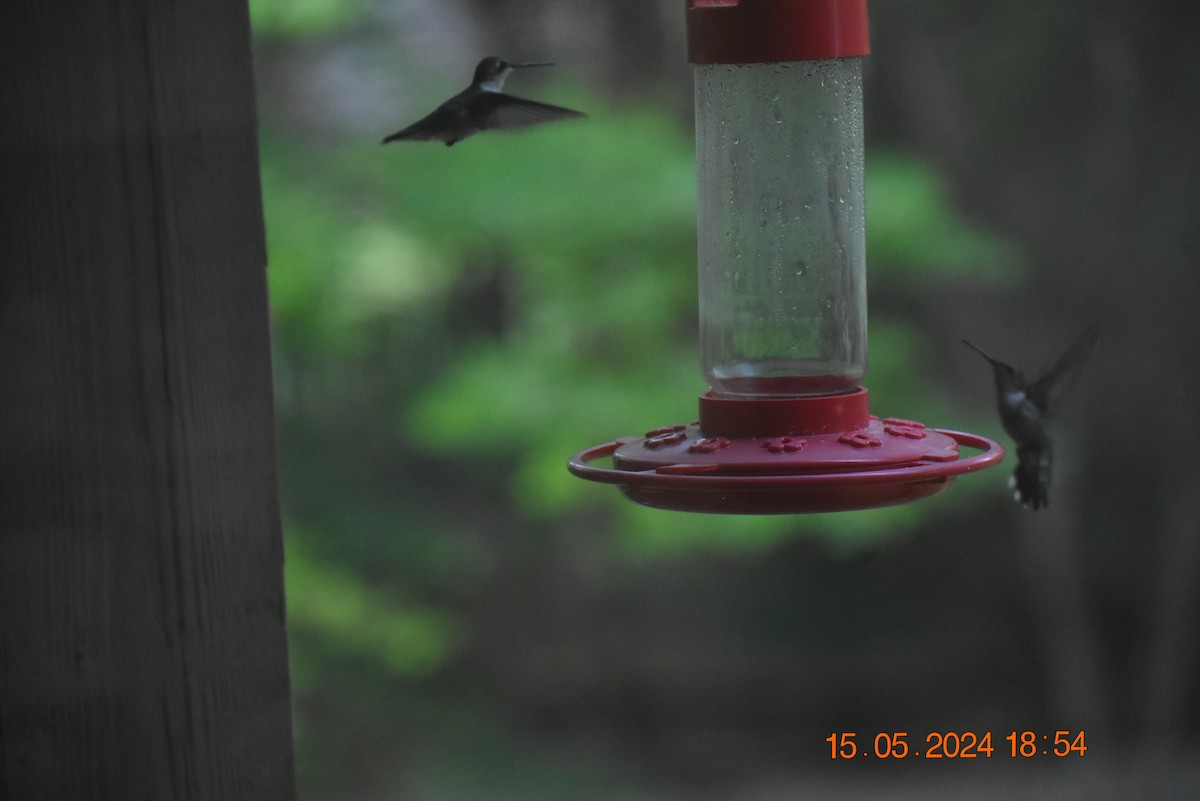 Ruby-throated Hummingbird - ML619115868