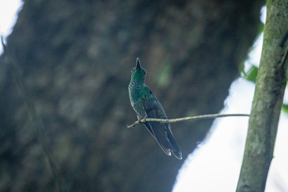 kolibřík bělořitý - ML619115945