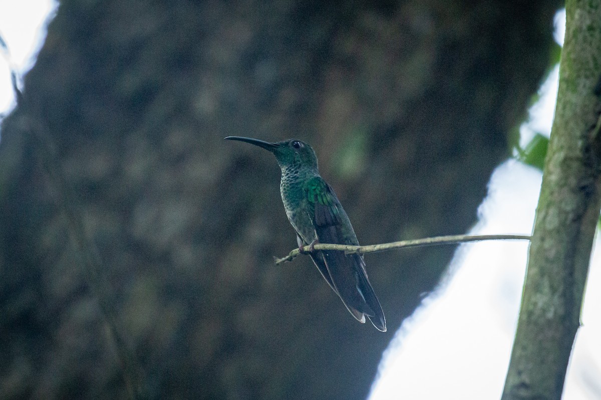 kolibřík bělořitý - ML619115946