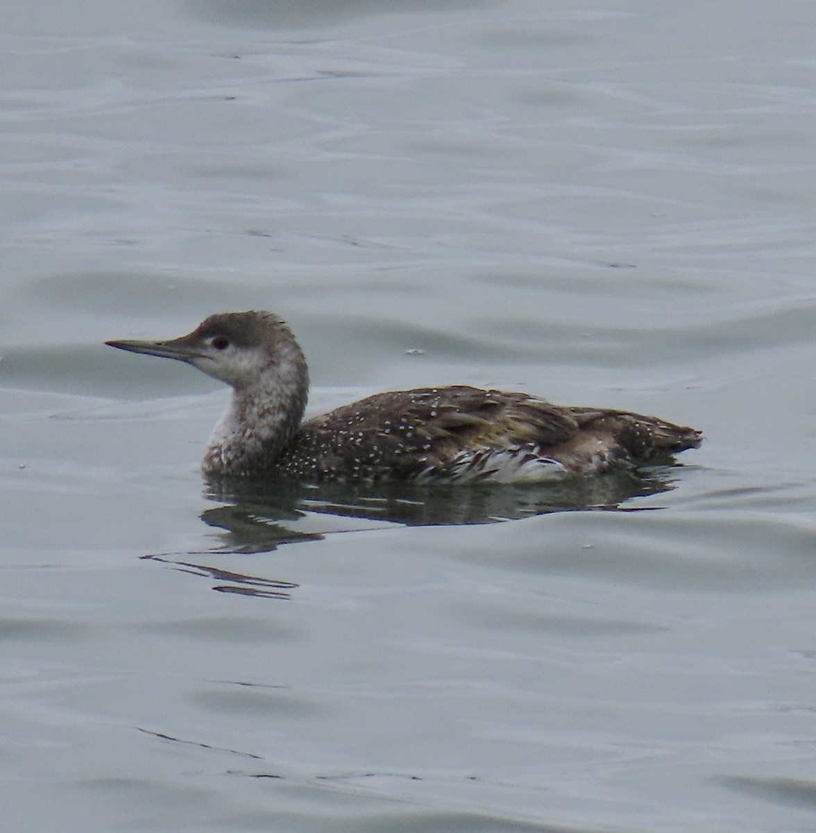 Red-throated Loon - ML619115953