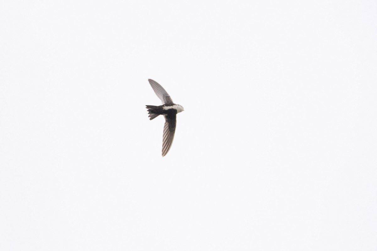 White-throated Swift - ML619116064