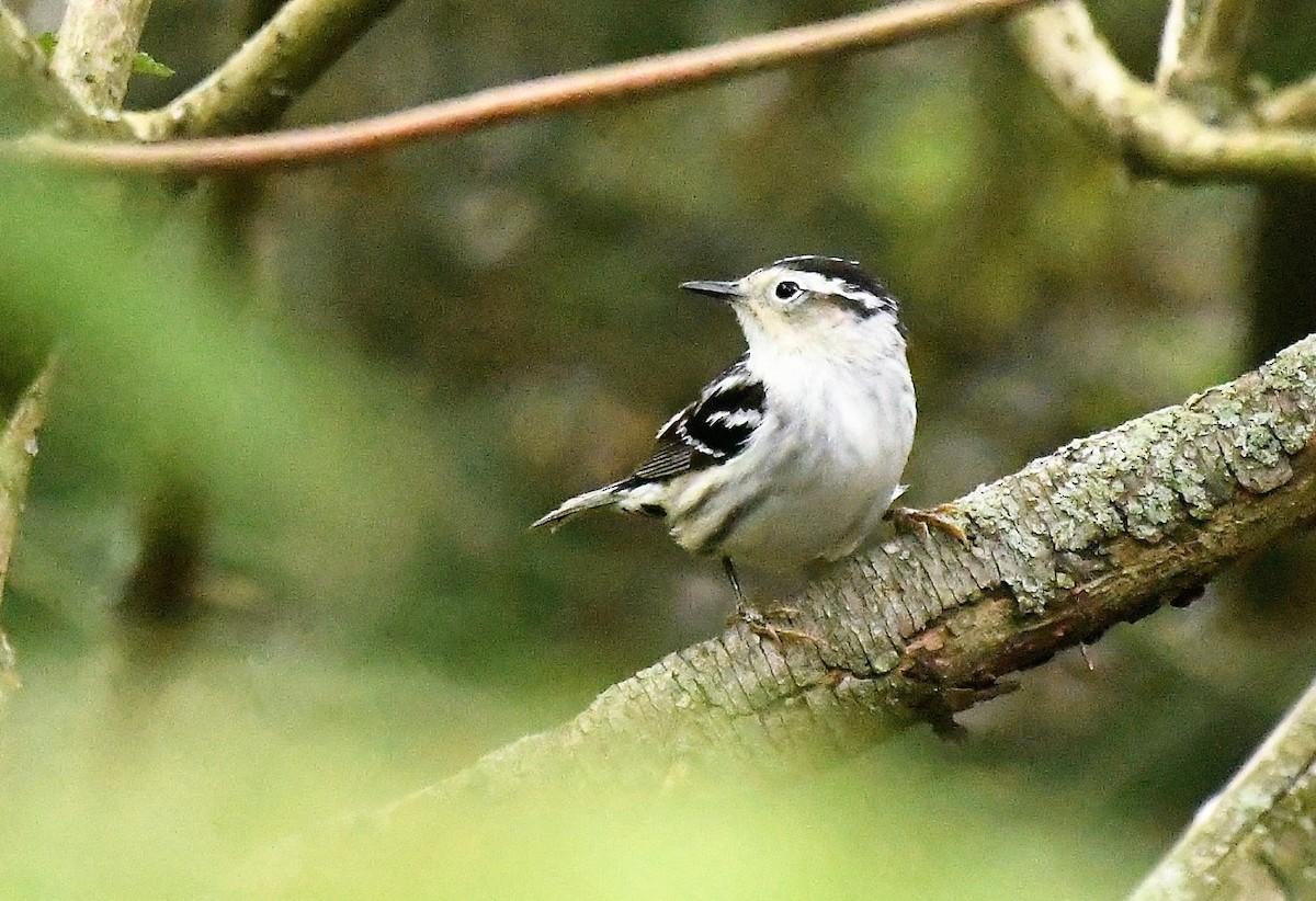Black-and-white Warbler - ML619116189