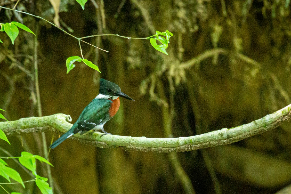 Green Kingfisher - ML619116214