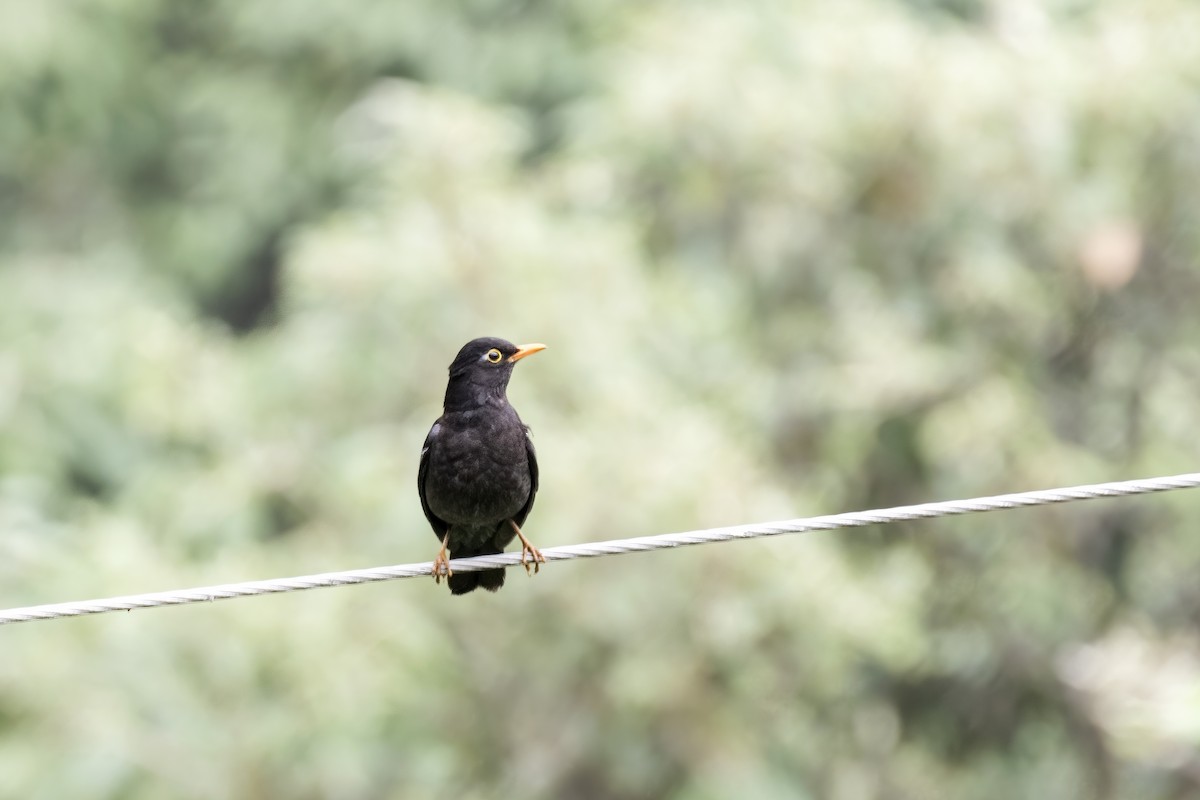 Gray-winged Blackbird - ML619116244