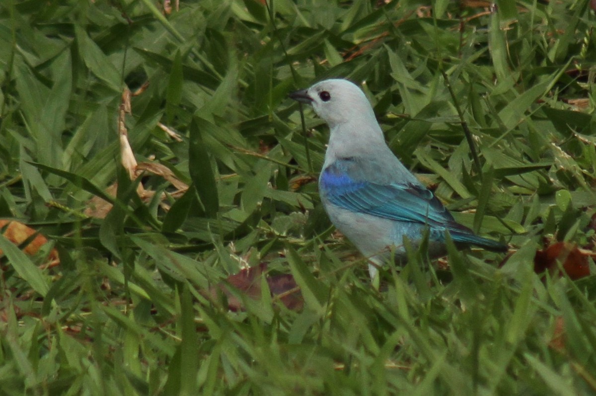 Blue-gray Tanager - ML619116304