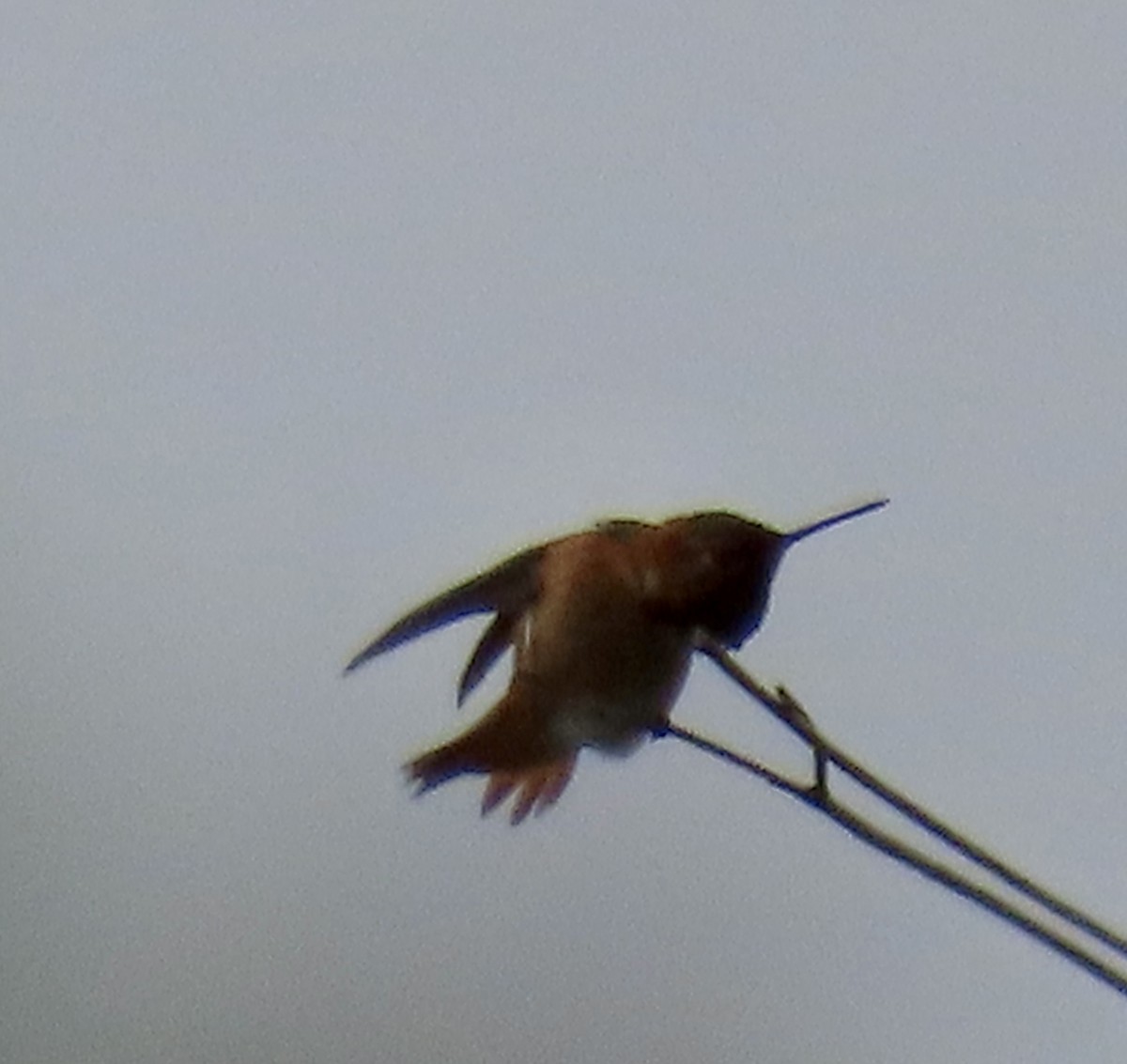 Rufous/Allen's Hummingbird - ML619116315