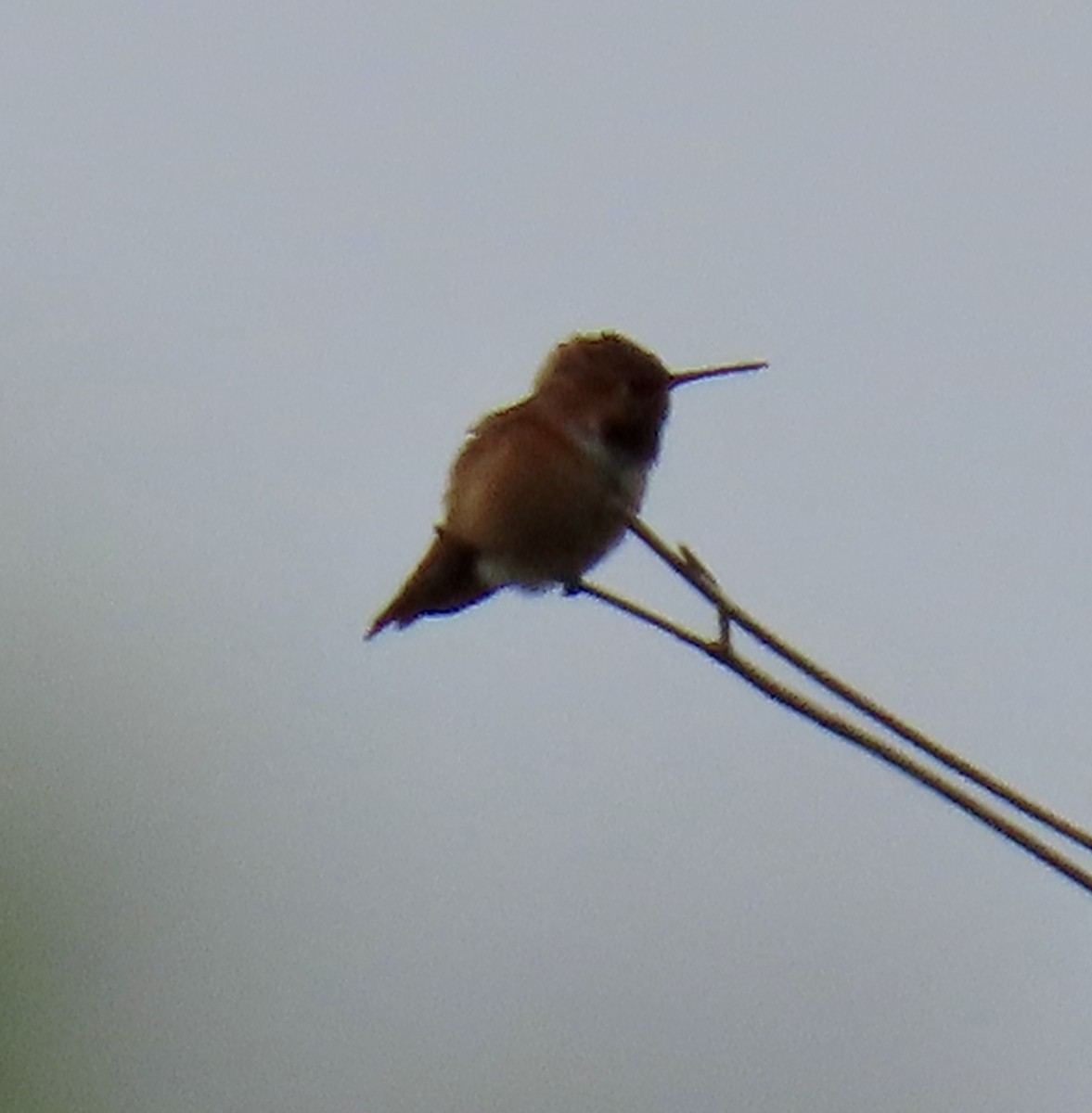 Rufous/Allen's Hummingbird - ML619116316