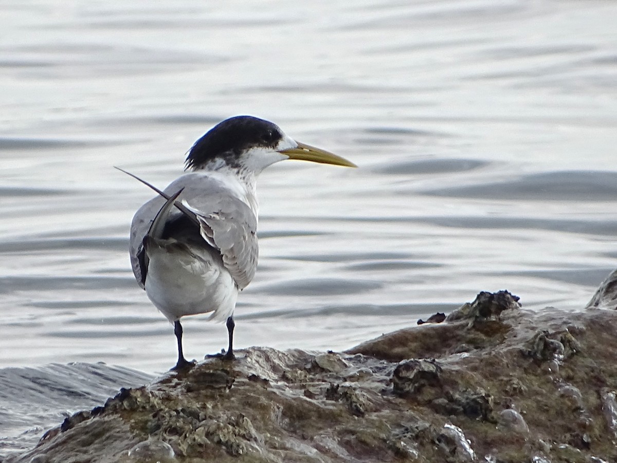 Great Crested Tern - ML619116324