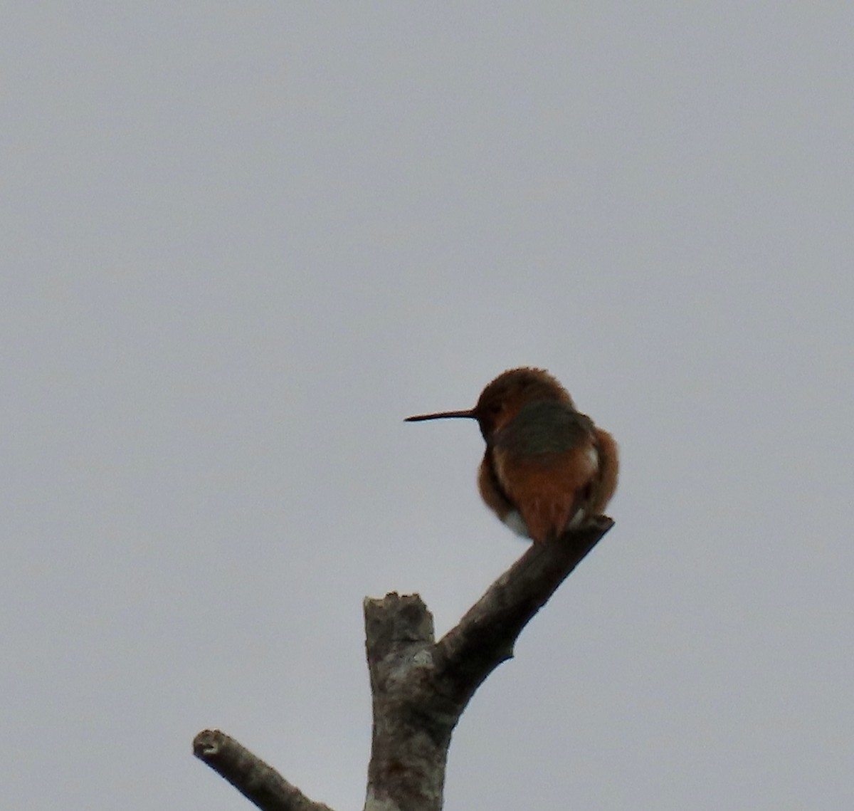 Allen's Hummingbird - ML619116327