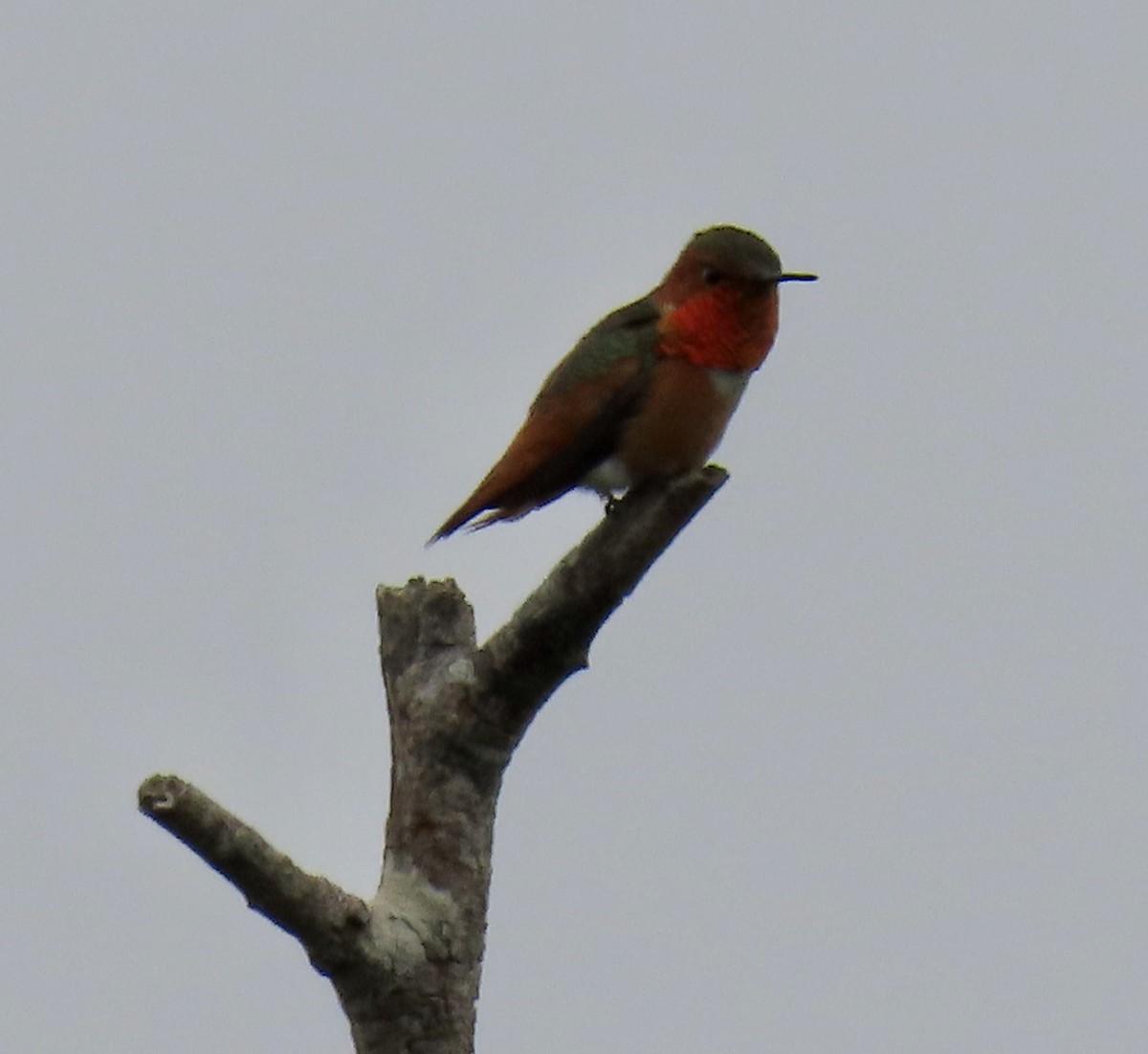 Allen's Hummingbird - ML619116339