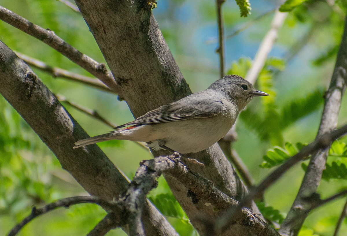 Lucy's Warbler - ML619116350