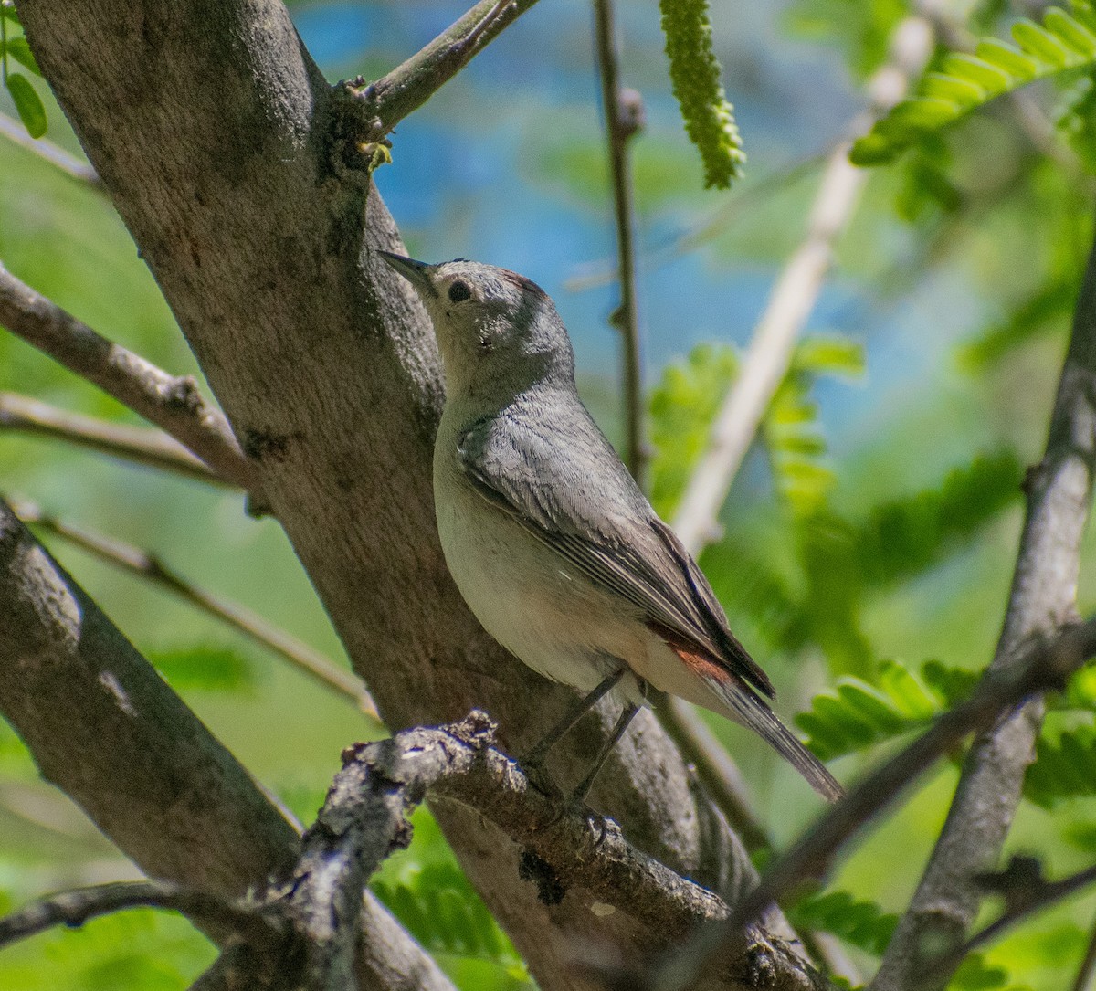 Lucy's Warbler - ML619116351