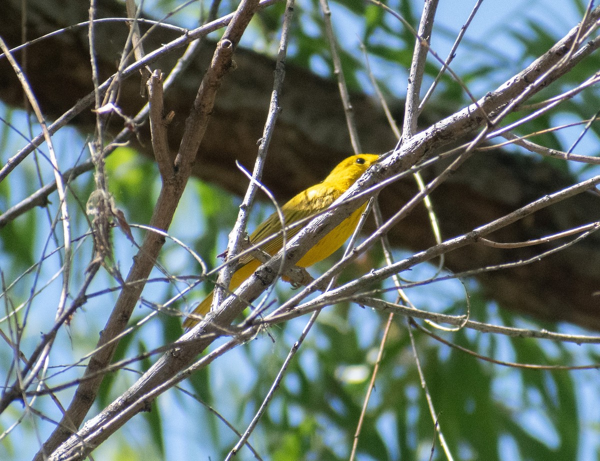 Yellow Warbler - ML619116356