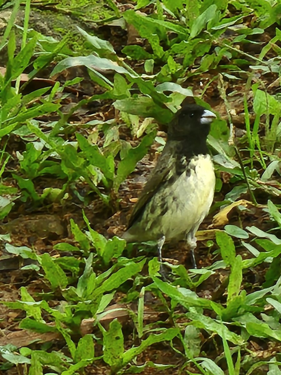 Yellow-bellied Seedeater - ML619116384