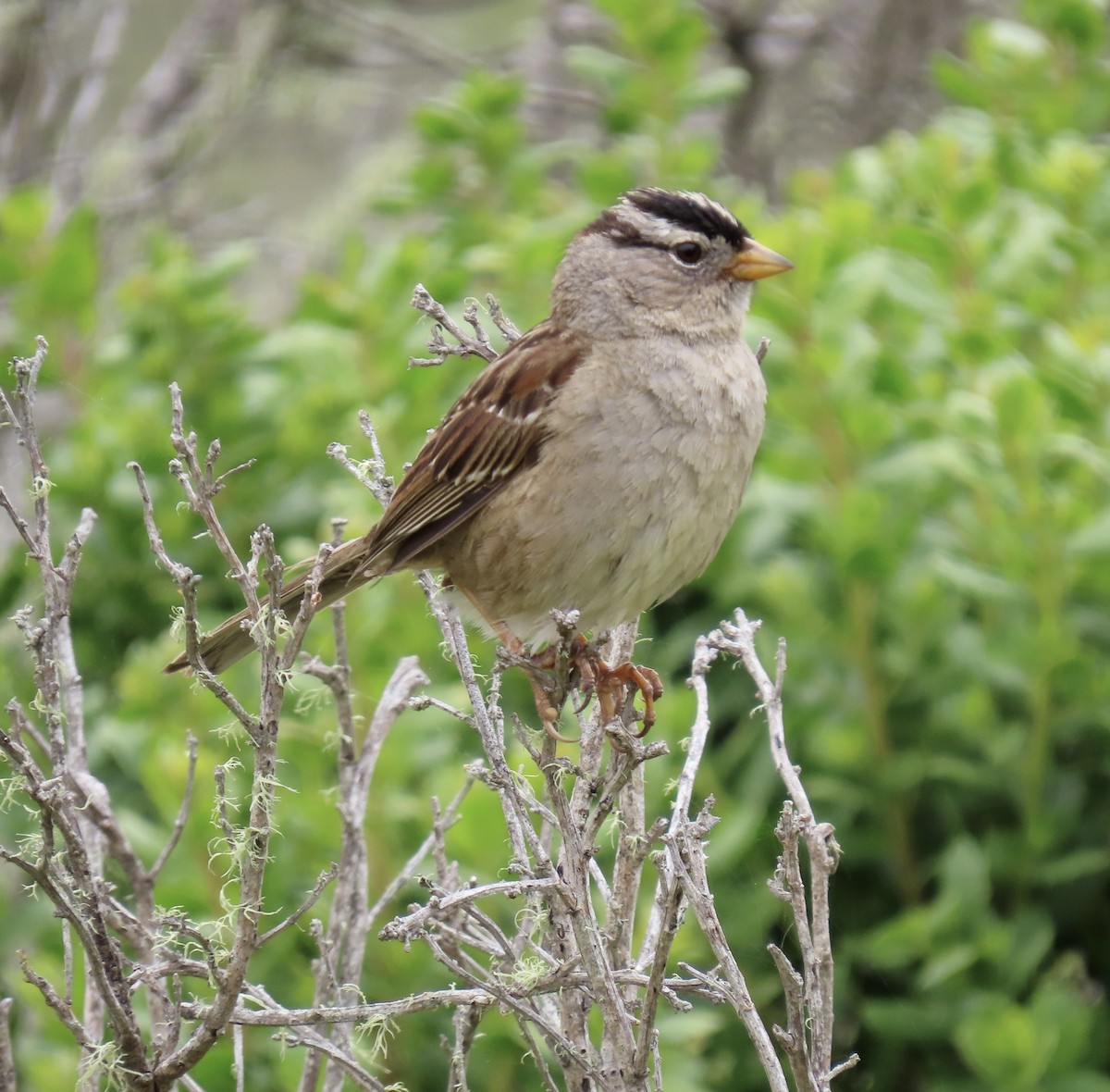 White-crowned Sparrow - ML619116391